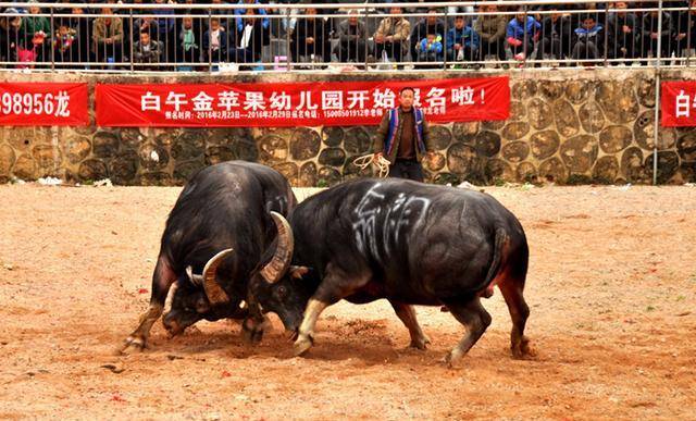 村社自己组织活动,内容包括了跳芦笙舞蹈,对歌,斗牛及斗鸡等一些竞赛