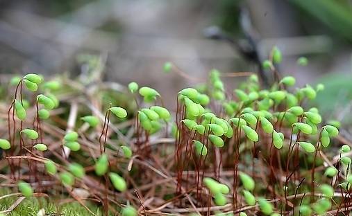 路边一种 豆芽 长得极为矮小 老乡医却视它如宝 用处不小 植物 金发 农村