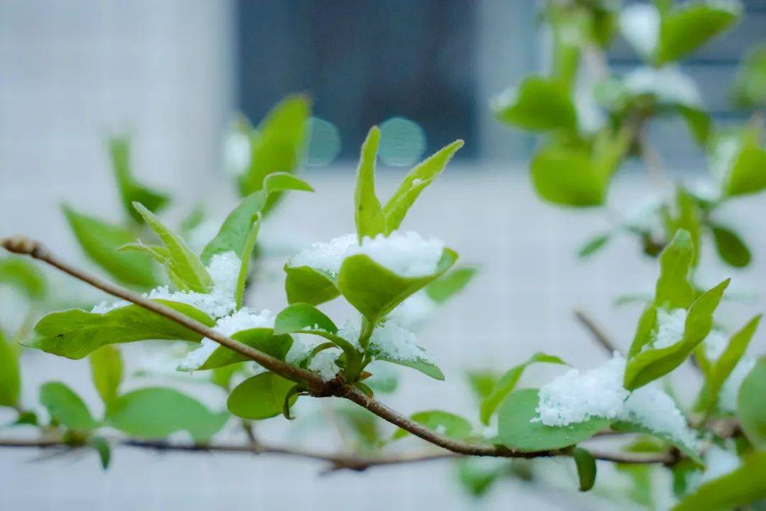 满空|春雪满空来，诚邀共赏雪中的东方双语