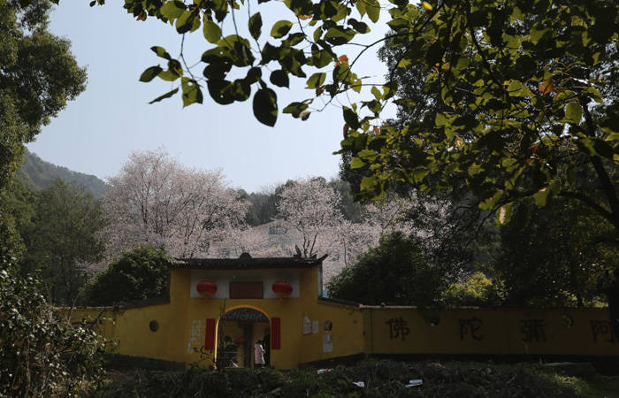 庐山方竹寺的樱花开