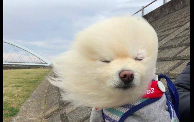 网友带博美去散步遇到大风,它的毛发都被吹直了,狗:吹啊吹啊!