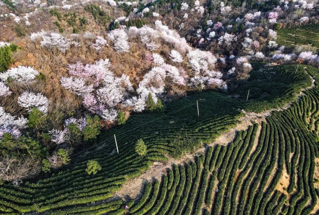 大悟野樱花图片