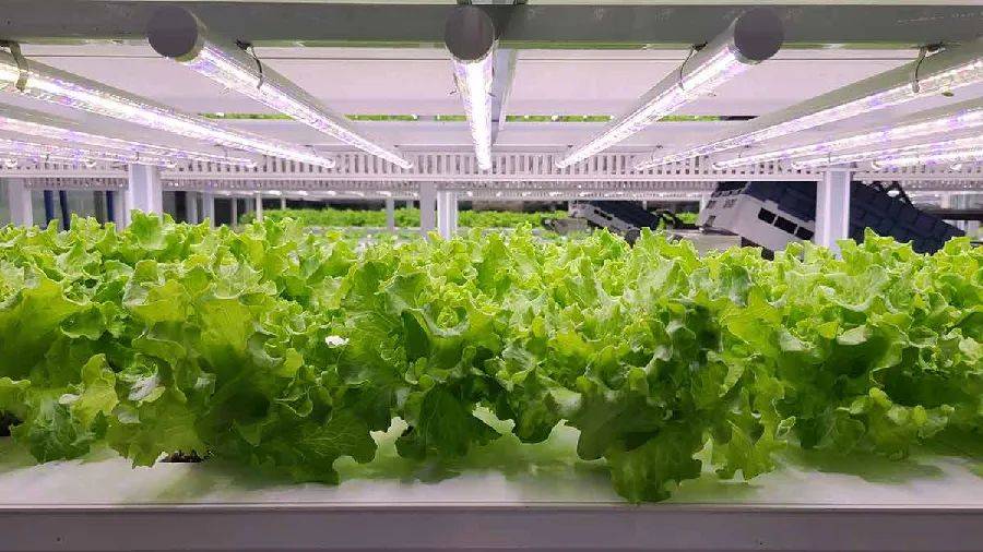 Future Crops 获腾讯投资，「垂直农场」能否代表农业的未来？_手机搜狐网