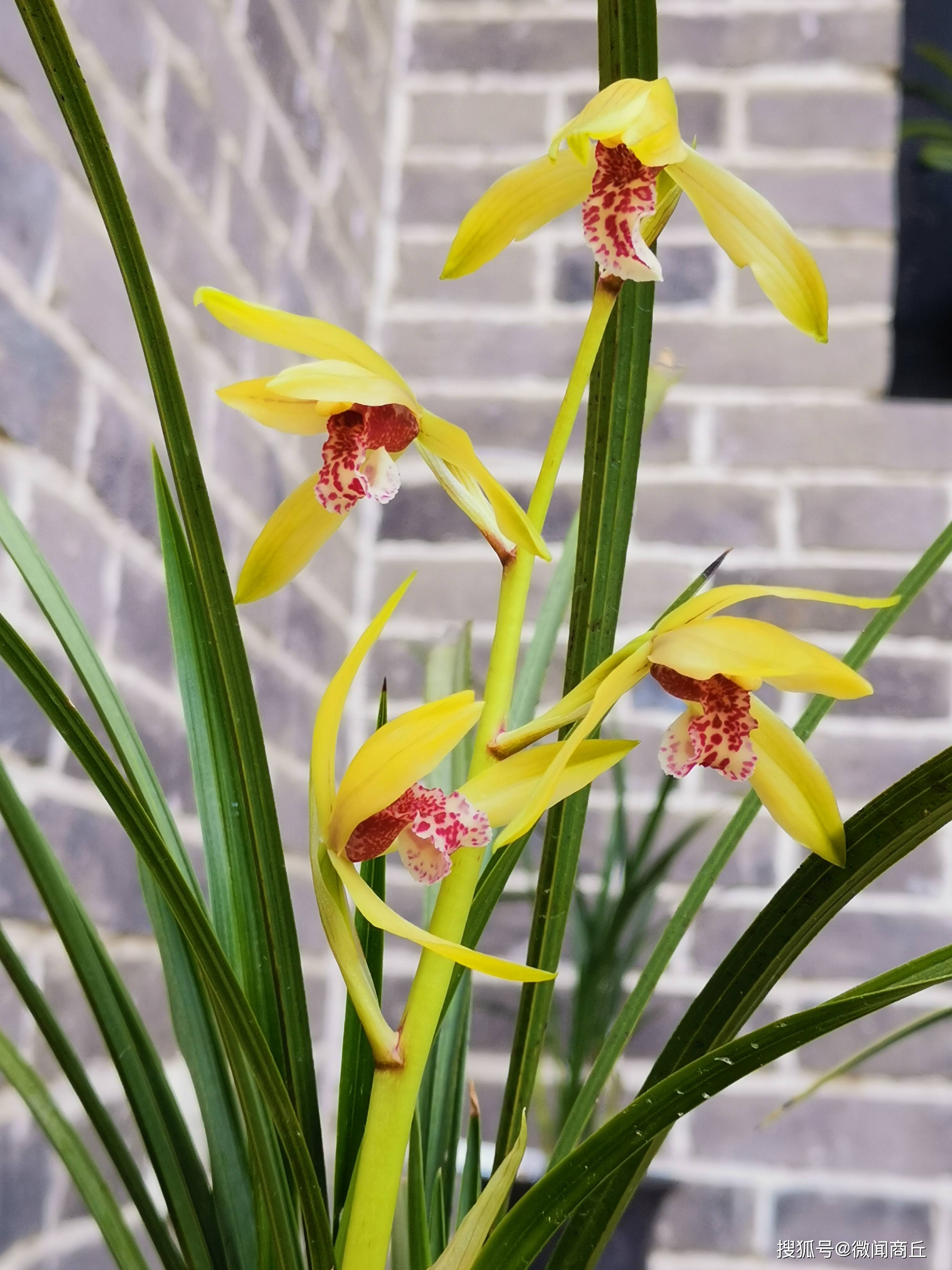 河南商丘:幽兰绽香春正浓_兰花_幽香_市民