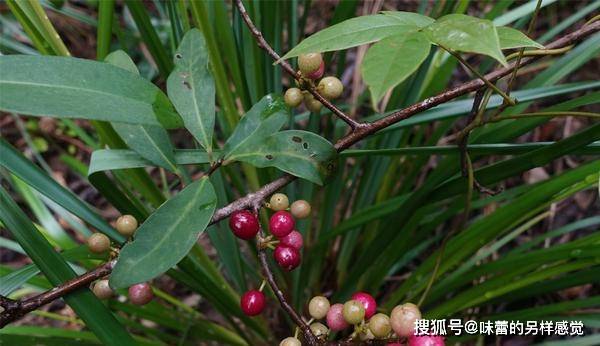 酸藤子又称为酸藤果,信筒子,果实是圆球形的,当它由青色变成紫色时就