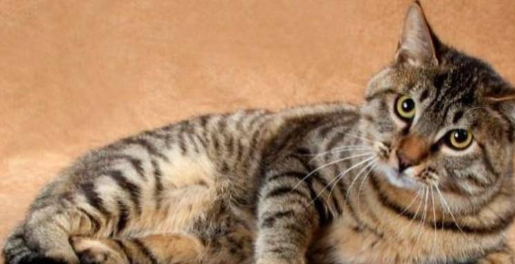 因为真正的中国本土猫，不只有狸花猫，最后一种很“神秘”