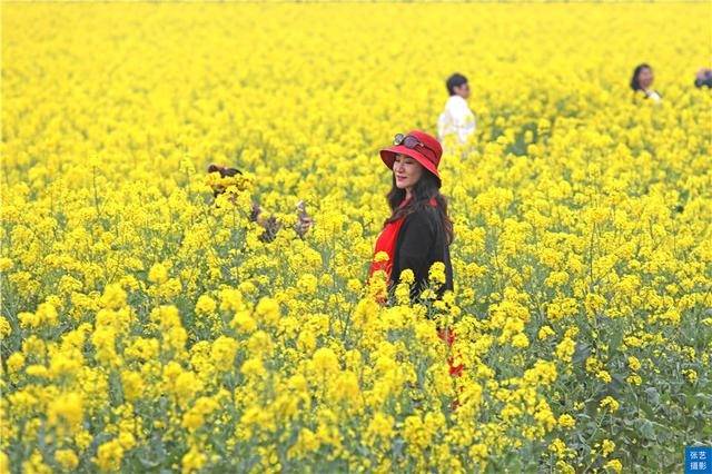 门票|罗平油菜花堪称东方大花园：满目金黄香百里，一方春色醉千山