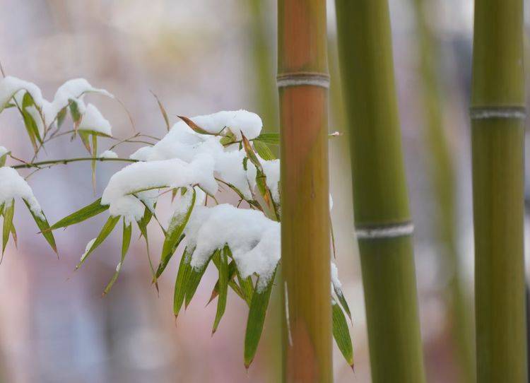 静静的在这里听雪落竹林的声音