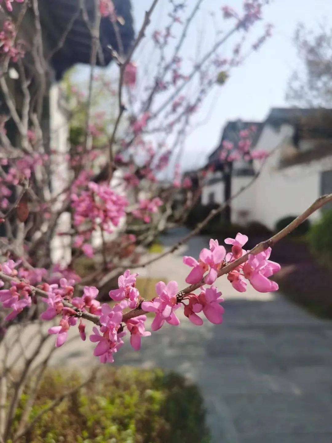 油菜花|和春天的第一场约会，就从色彩斑斓的腾冲开始吧！