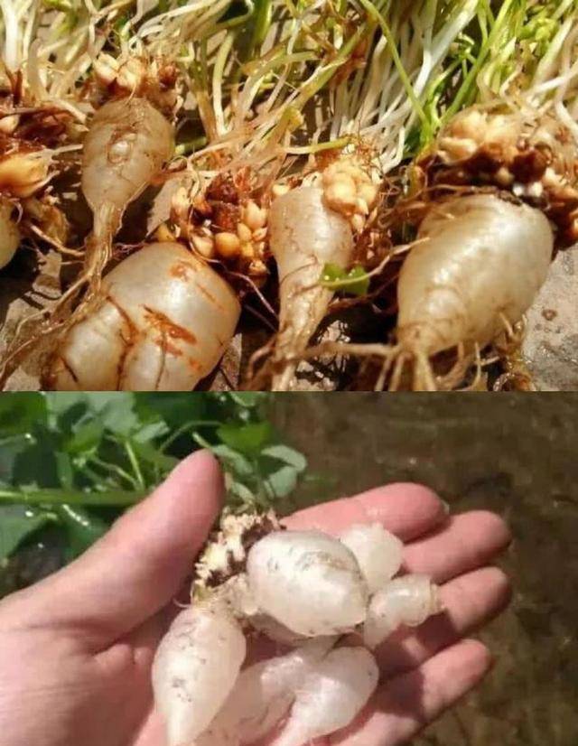 三叶草的根部是水晶萝卜,不仅好吃还有奇特的功效,你见过吗?