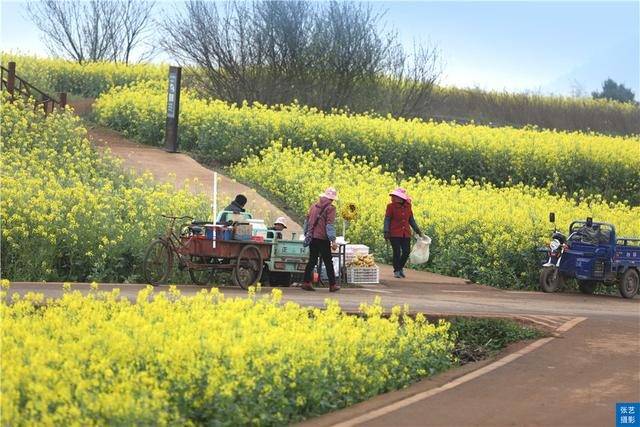 门票|罗平油菜花堪称东方大花园：满目金黄香百里，一方春色醉千山