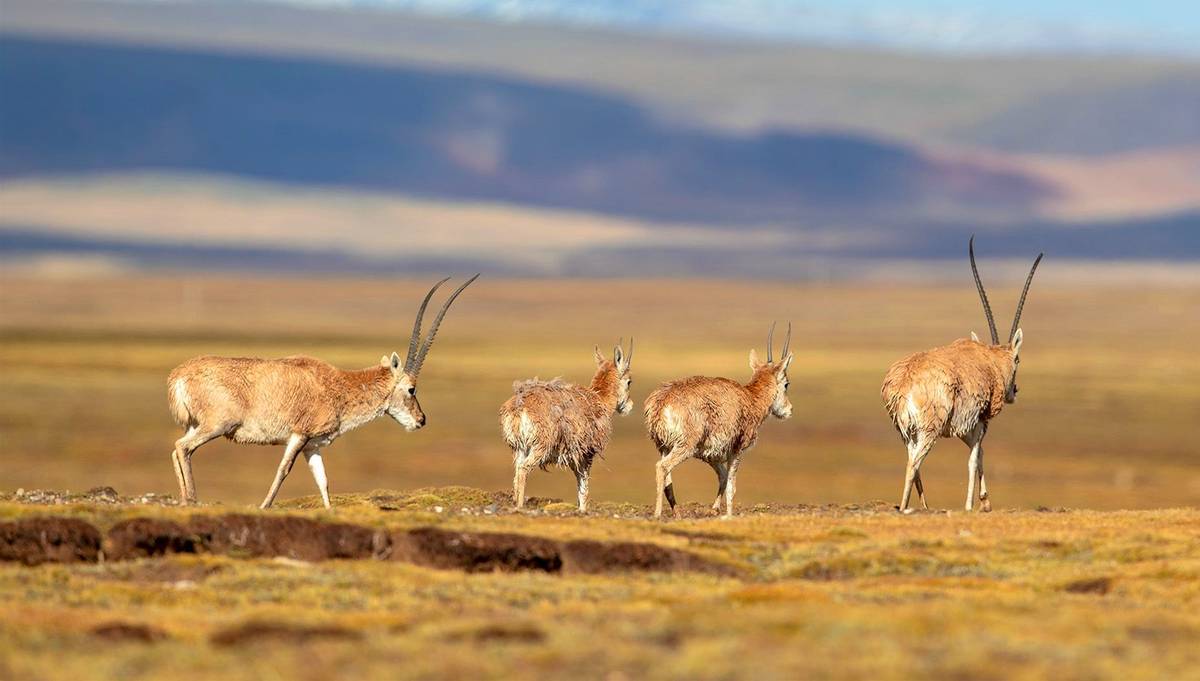 国家一级保护动物金丝野牦牛全球不足300头藏身冰川之中