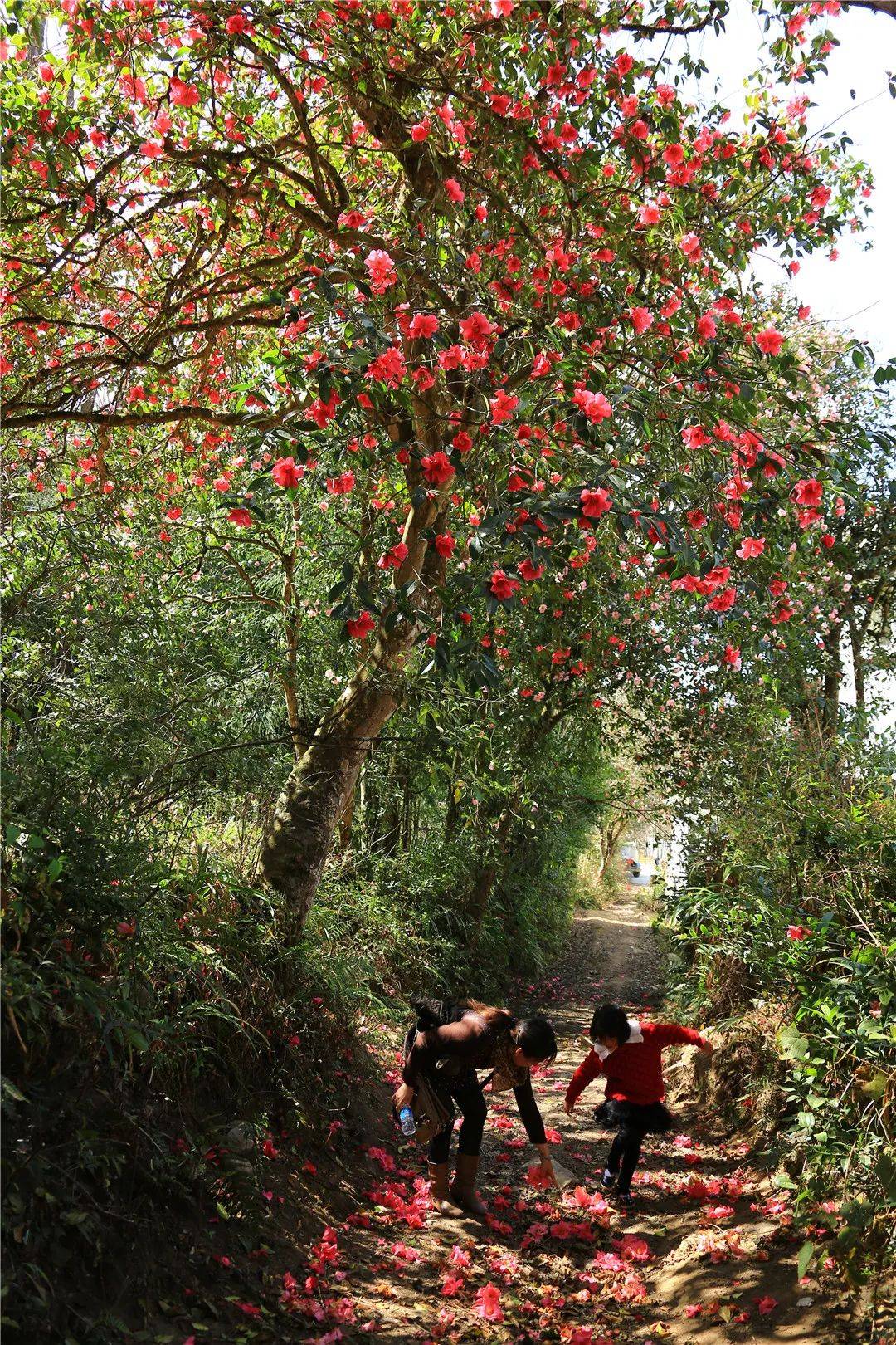 花瓣|腾冲花季丨茶花绰约