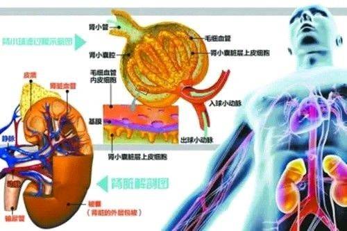 诊断|90后女子被诊断出尿毒症！5个肾脏发出的求救信号，千万留意