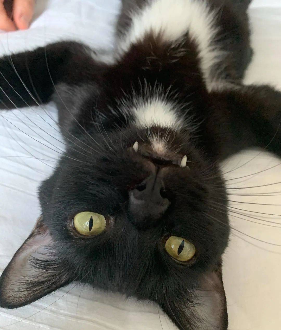 一只饿到皮包骨头的骷髅猫吓哭所有人被领养后帅哥你谁啊