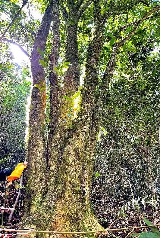 助力乡村振兴发展世界上最老的野生古树普洱茶王种群诞生