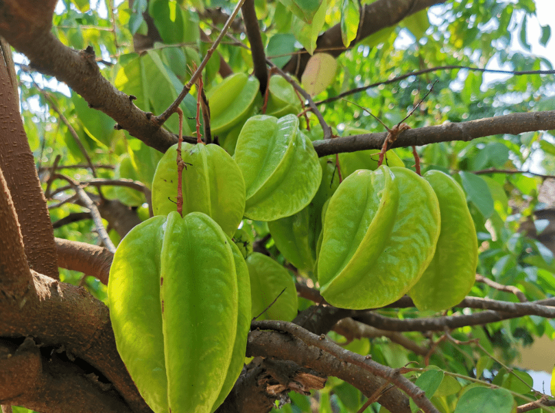 杨桃什么季节成熟杨桃的上市时间