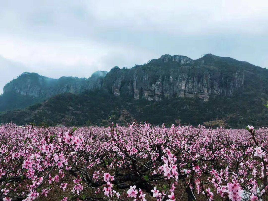 近日,一场细雨斜风后,浙江省天台县后岸村桃花竞相绽放,在"十里铁甲龙