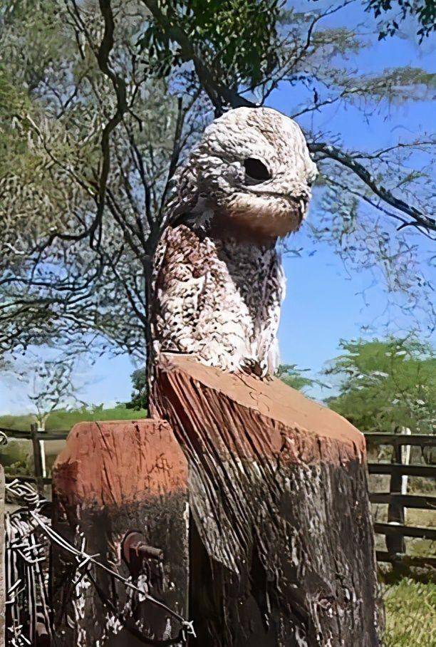 原创哥伦比亚妇女发现一只鬼鸟在晒太阳还鬼魅般怪叫吓坏了