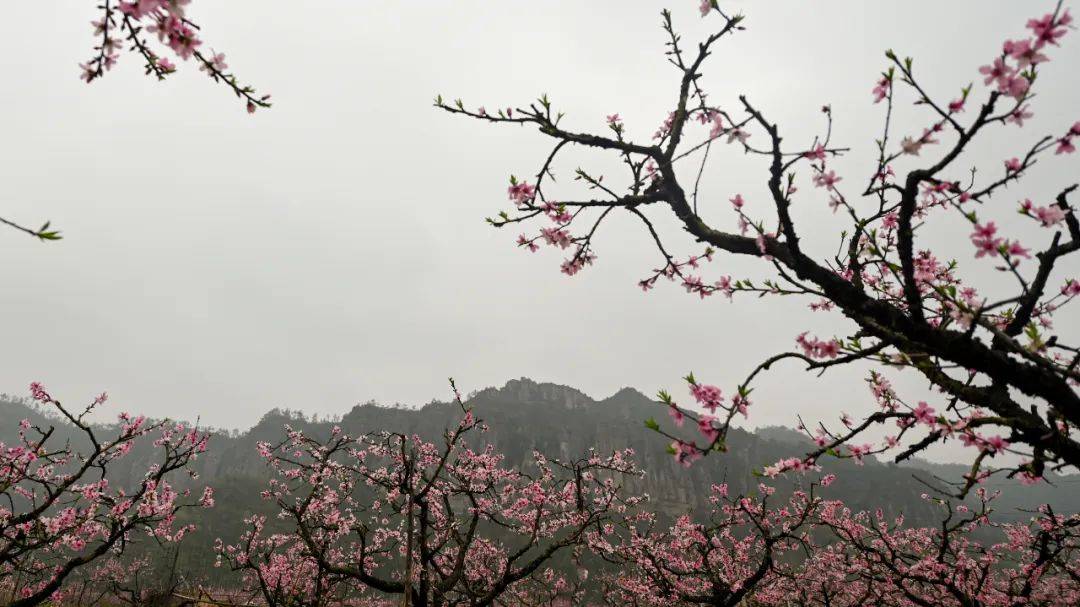 天台后岸桃花开了各大媒体纷纷点赞