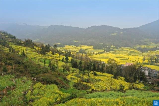 门票|罗平油菜花堪称东方大花园：满目金黄香百里，一方春色醉千山