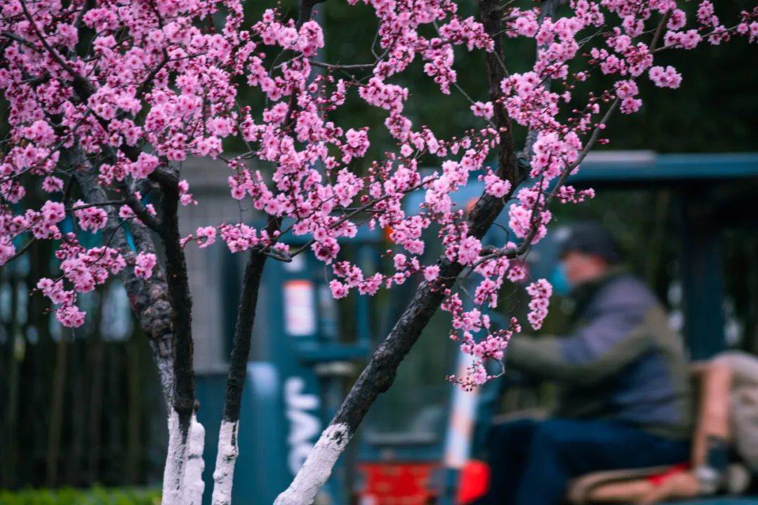 济南|太梦幻！济南这几条颜值爆表的赏花大道，花下骑行太美了！