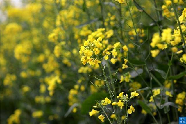 门票|罗平油菜花堪称东方大花园：满目金黄香百里，一方春色醉千山