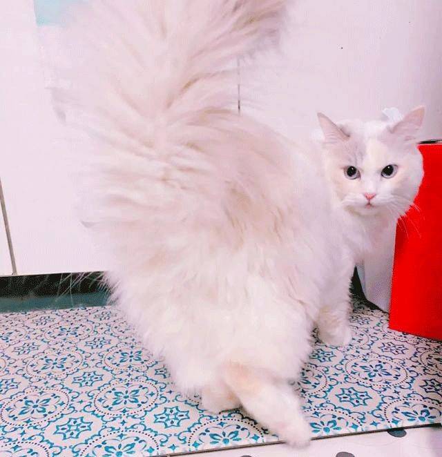 大象老虎屁屁摸不得，但ta的可以，不过不能贪摸哦！