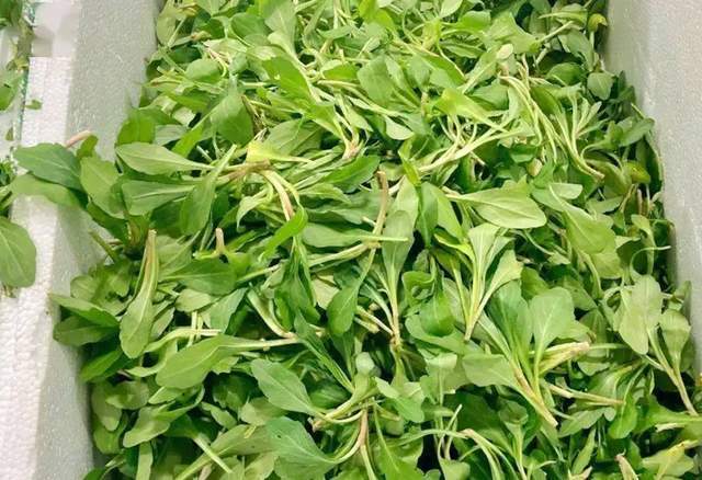 原创春天最好吃的6种野菜清香解腻营养高野外遇到别错过