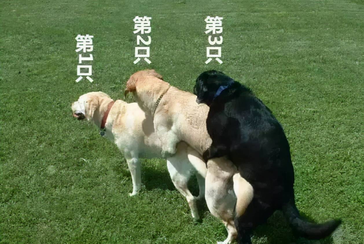 原创狗狗骑跨行为是什么意思小宠医师讲解狗狗骑跨行为