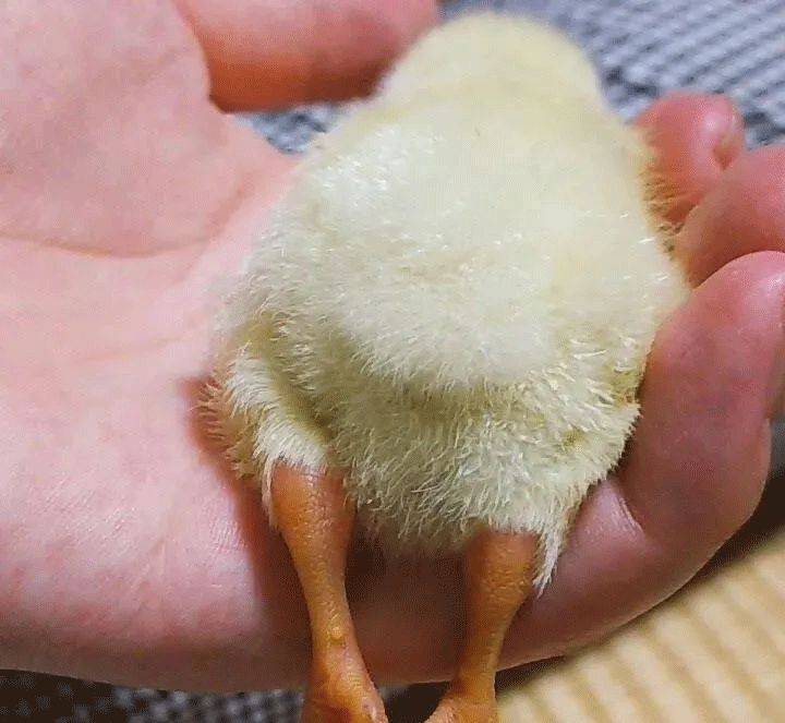 大象老虎屁屁摸不得，但ta的可以，不过不能贪摸哦！