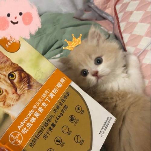 猫咪怎么驱虫？关于猫咪耳螨的那些事