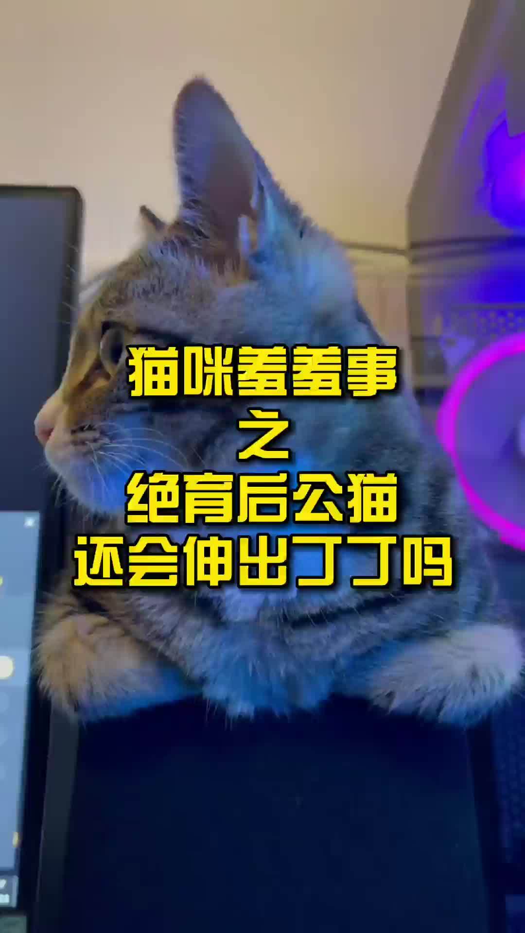 猫咪羞羞事之绝育后公猫还会伸出丁丁吗