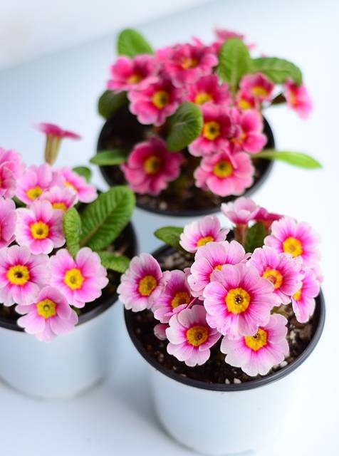 此小型盆栽花 植株可爱 花开美丽 花期长 还有香味 值得拥有 欧报 春花 品种