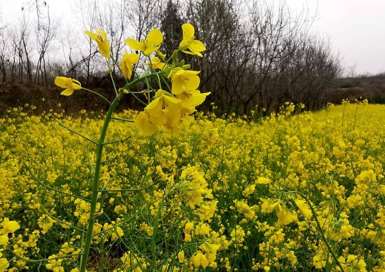 原創洪慶塬上油菜花兒黃