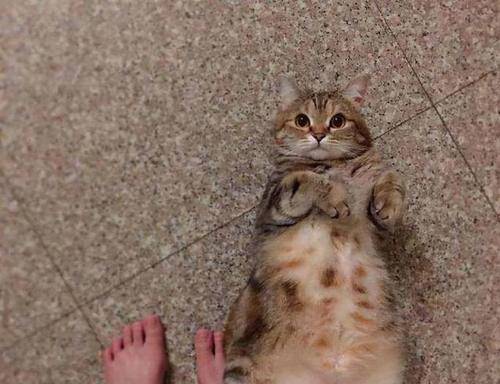 猫咪狸花猫对人表示“好感”有这些行为，宠主别不明白