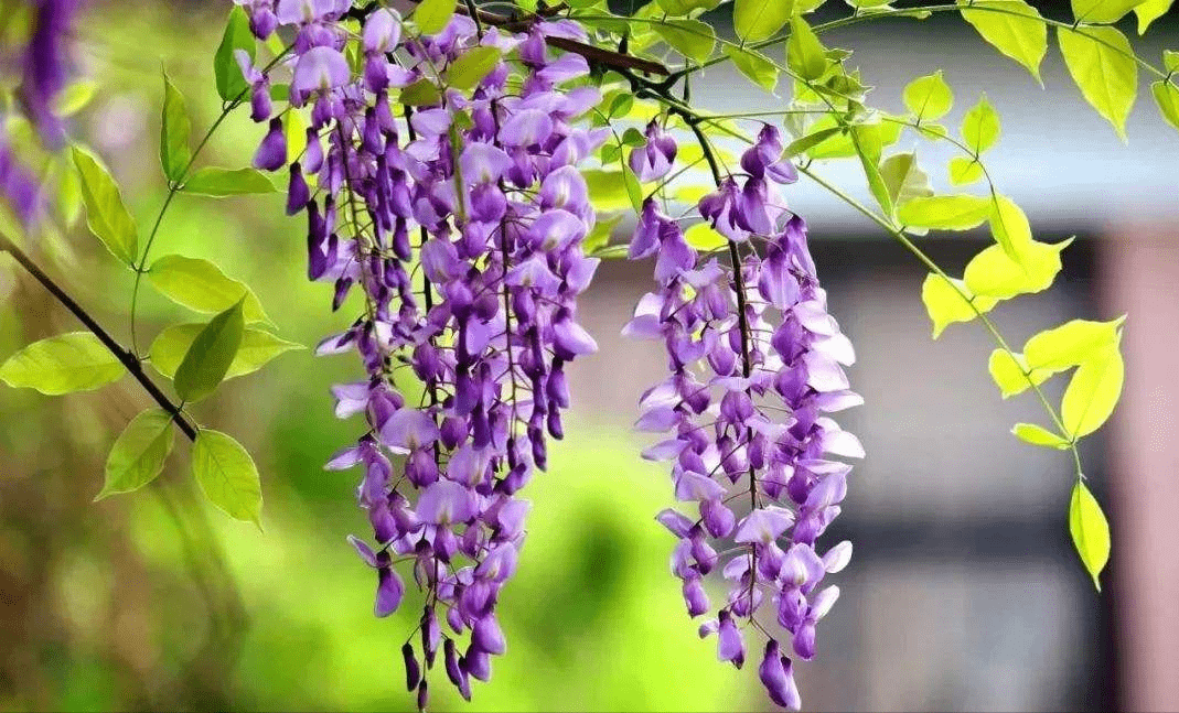 10种紫色系的花春天种在花园里如梦如幻