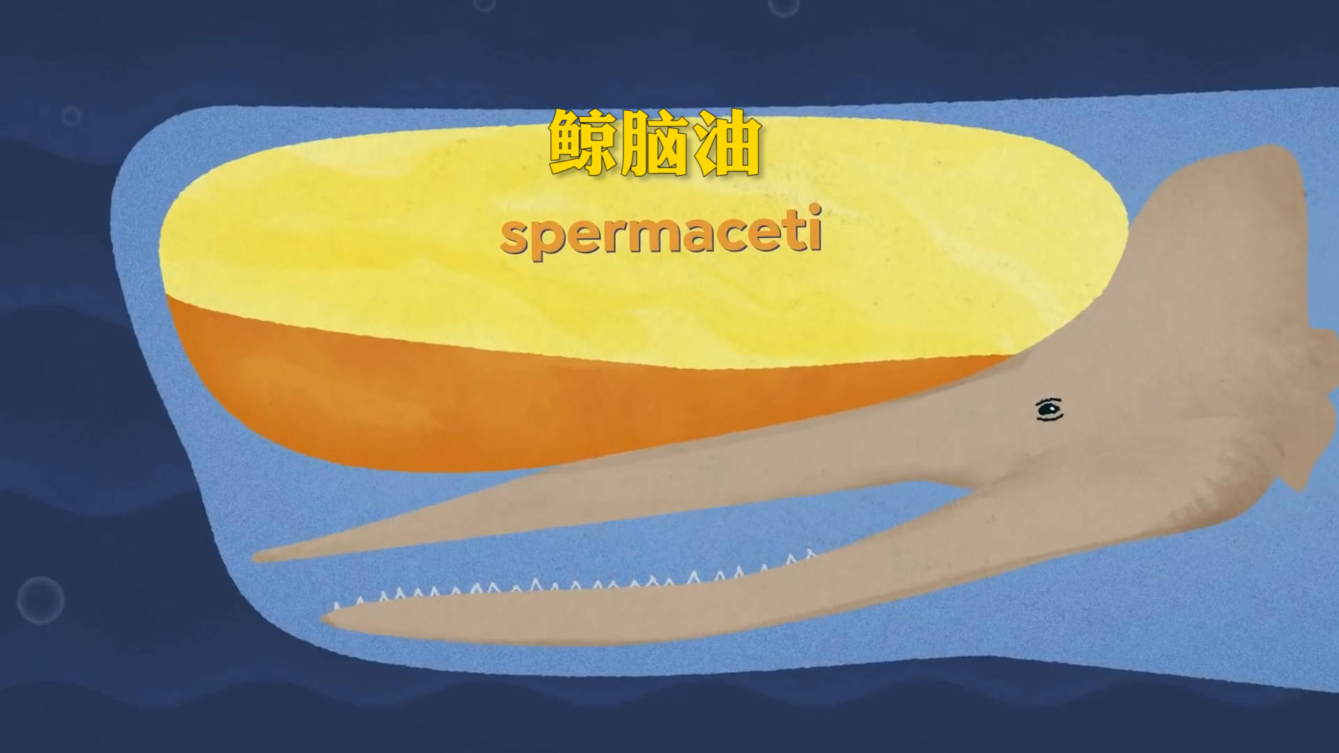 原创抹香鲸能下潜海底2000米为什么造价百亿的核潜艇却不行