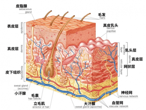 医学西安国际医学美容中心徐薇主任告诉你激光美容治疗的禁忌有哪些？