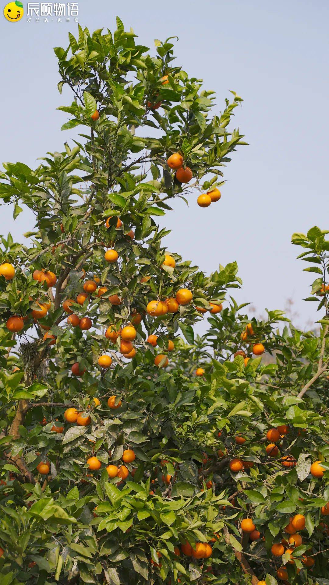 辰颐物语万州血橙在树上自然充血晚熟的血橙
