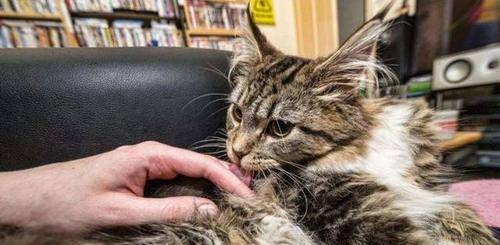猫咪狸花猫对人表示“好感”有这些行为，宠主别不明白