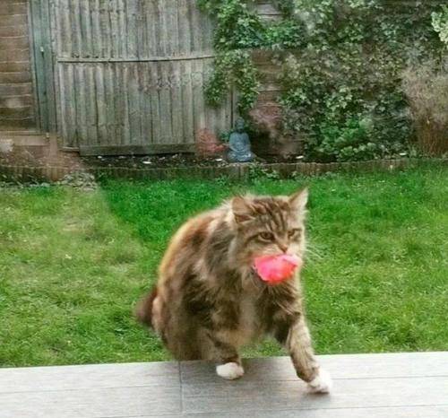 猫咪狸花猫对人表示“好感”有这些行为，宠主别不明白
