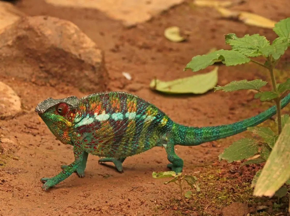 变色龙为何变色其实变色是其语言被异性拒绝后颜色也会改变