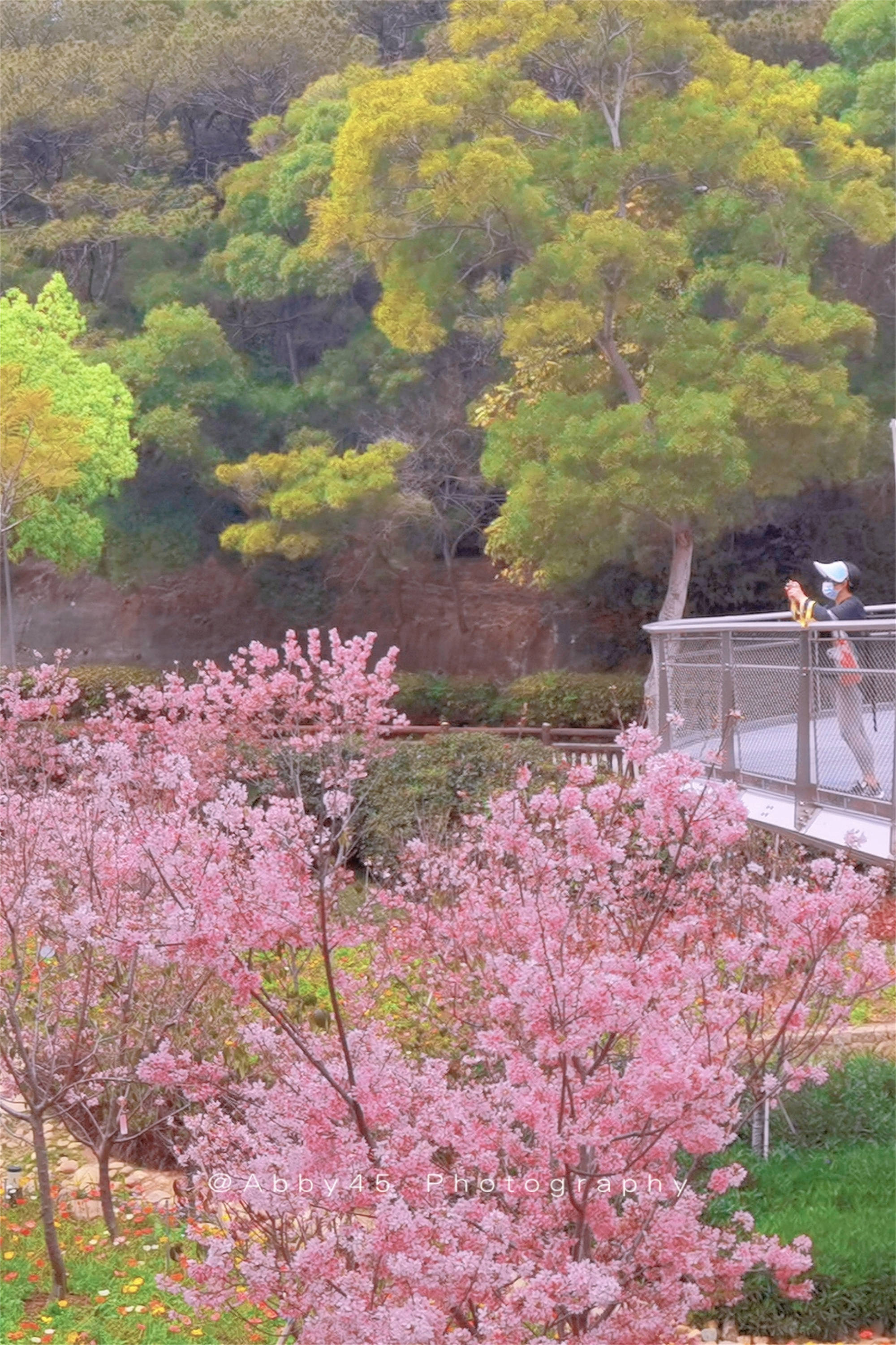 狐尾山公园樱花谷图片