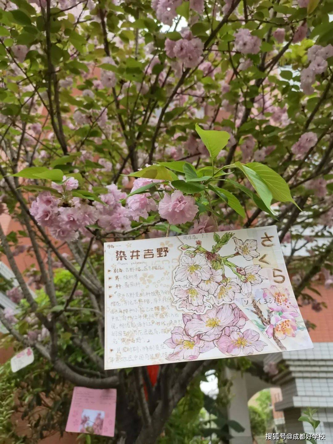 小心 成都四十九中的樱花 你的九宫格放不下了 刘小洪 活动 莫负