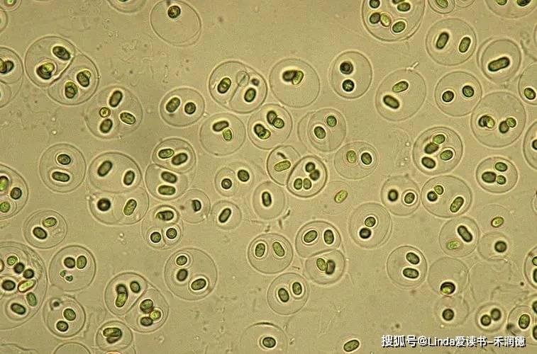 水產養殖中的幾種常用益生菌