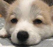 都跟柯基:不要被我们可爱的外表所欺骗,没事也看看我们的内在