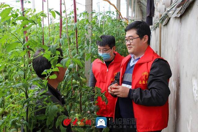 在莒县峤山镇吉兰村宋维光的种植大棚内,西红柿已进入成熟阶段,硕果