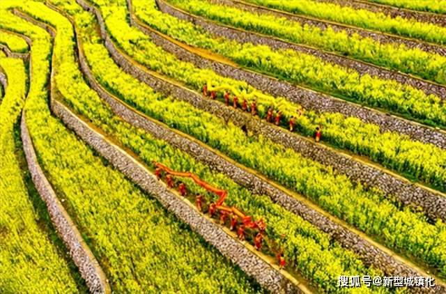 油菜花|荒山变梯田 梯田变花园