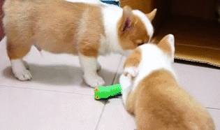 都跟柯基:不要被我们可爱的外表所欺骗,没事也看看我们的内在